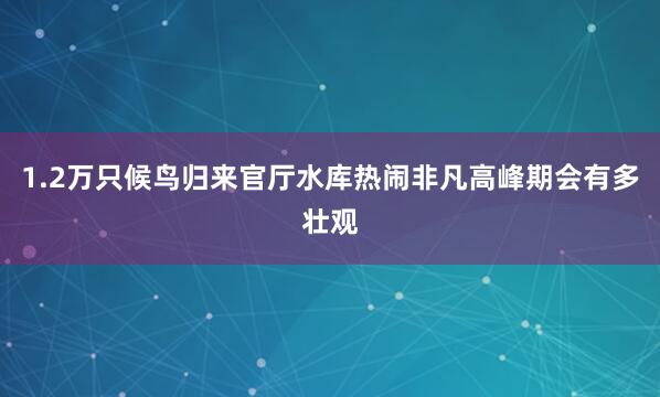 1.2万只候鸟归来官厅水库热闹非凡高峰期会有多壮观